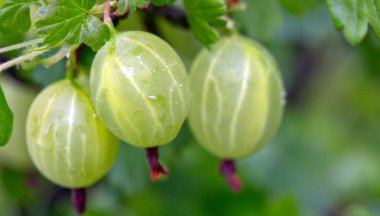 Yaz bahçesinde taze büyük yeşil Bektaşi.