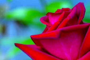 Kırmızı gül tatlı su ile bırakır. Çiçekler arka plan.