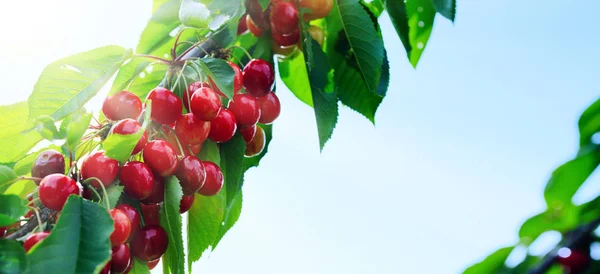 Макроснимок красной вишни, висящей на ветке дерева. Природа . — стоковое фото