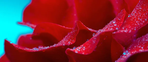 Червона троянда крупним планом з краплями води. Тло квітів . — стокове фото