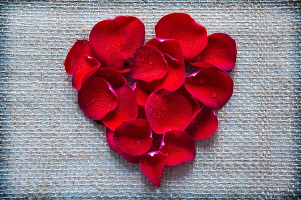 Red heart of roses petals isolated on a cloth background. — Stock Photo, Image