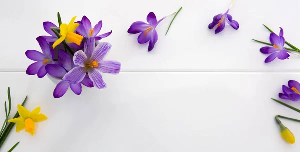 Purple crocuses and daffodil isolated on white wood Background. — Stock Photo, Image