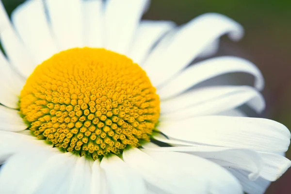 De prachtige Daisy geïsoleerd op een kleurrijke achtergrond vervagen. — Stockfoto