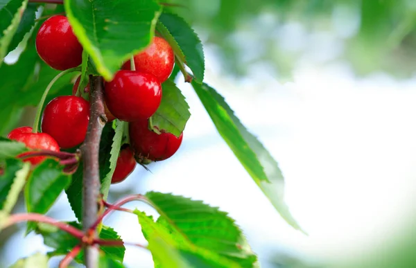 Macro shot de cerejas vermelhas penduradas em um galho de árvore. Natureza fundo . — Fotografia de Stock