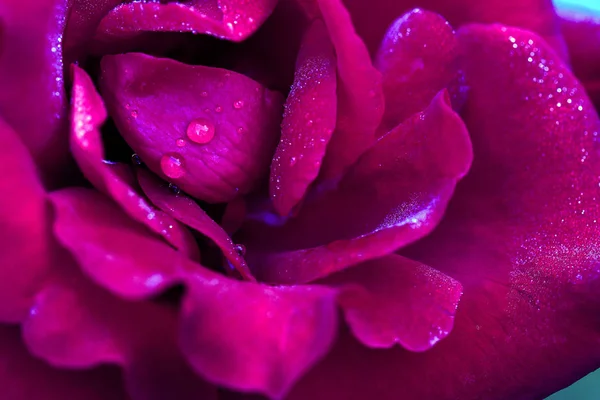 Röd ros närbild med droppe. Blommor bakgrund. — Stockfoto