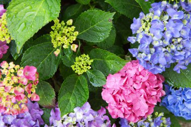 Renkli ortanca yaz bahçesinde. Makro fotoğraf.