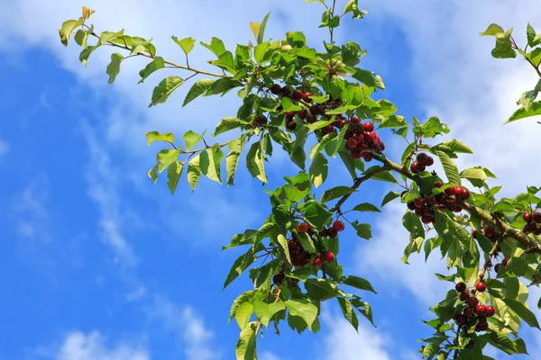 Cerises accrochées à une branche de cerisier. — Photo