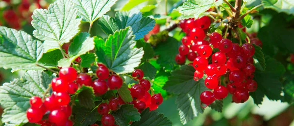 Rote Johannisbeeren im Sommergarten. Hintergrund Garten. — Stockfoto