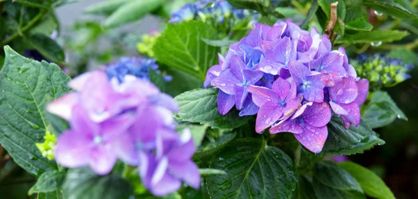 Fond bleu hortensia. Macro photo. Fleurs fond . — Photo