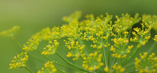 花が咲くディルの花を閉じます。自然背景. — ストック写真