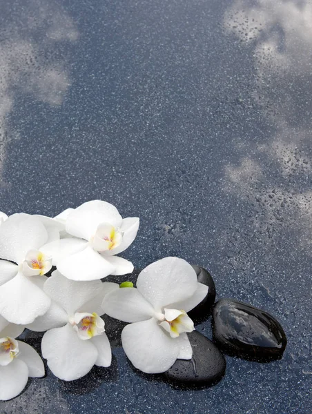Bodegón con piedras de spa y orquídea blanca . — Foto de Stock