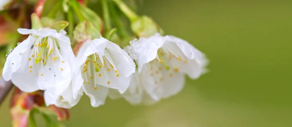 白い雪に覆われた開花桜。春の背景. — ストック写真