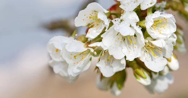 白い雪に覆われた開花桜。春の背景. — ストック写真