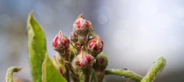 Armut tomurcukları mavi bokeh arkaplanda izole edilmiş..