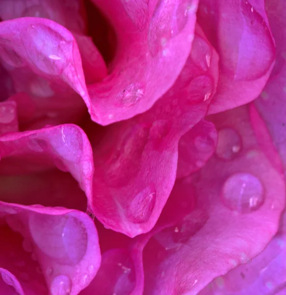 Schöne rosa Rosenblütenblätter Nahaufnahme. Blumen Hintergrund. — Stockfoto