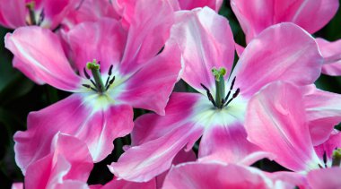 Pembe Lale bahar bahçe. Paskalya çiçek arka plan.