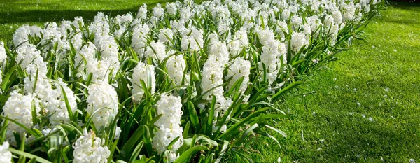 White Hyacinths in the garden. Spring background. — ストック写真