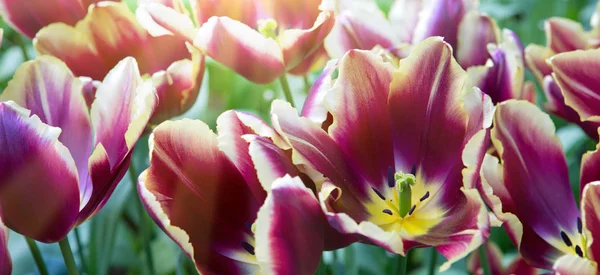 Fond de tulipes rouges et lumière du soleil. Fleurs fond . — Photo
