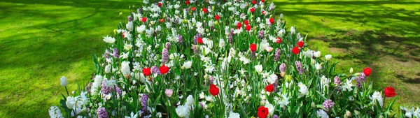 Jacinthes blanches et tulipes dans le jardin. Fonds printanier . — Photo