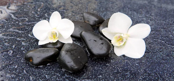 Duas flores e pedras de orquídea. fundo Spa . — Fotografia de Stock