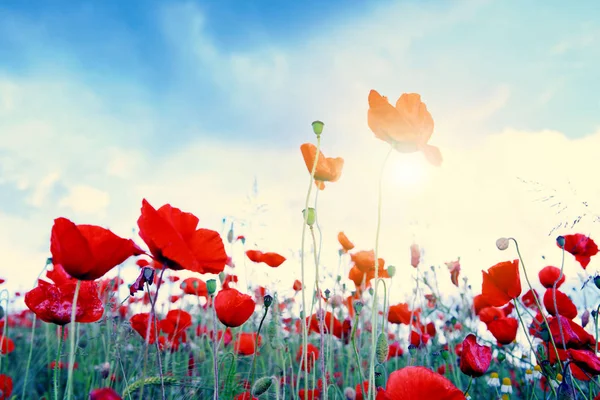 蓝天背景和阳光下的野生罂粟花. — 图库照片