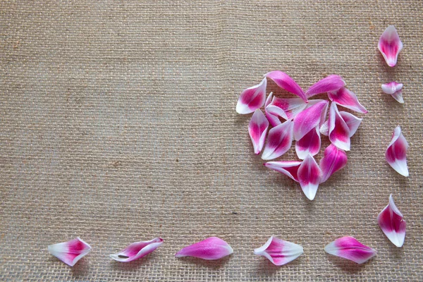 Heart made of pink petals on gray background. — Stock Photo, Image