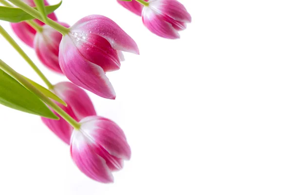 Tulipas rosa isoladas em fundo branco.Cartão de saudação Primavera . — Fotografia de Stock