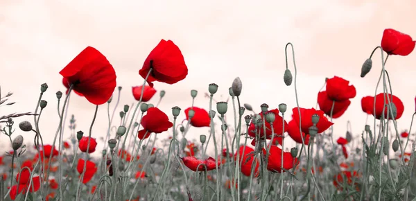 Red poppies isolated on a blurred gray background. — Stock Photo, Image