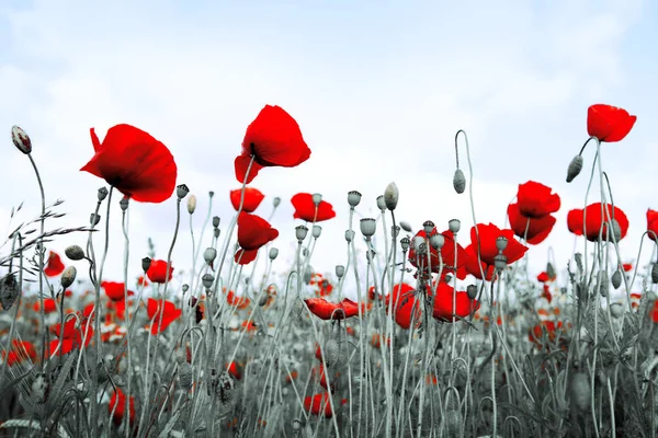 Red poppies isolated on a blurred gray background. — Stock Photo, Image