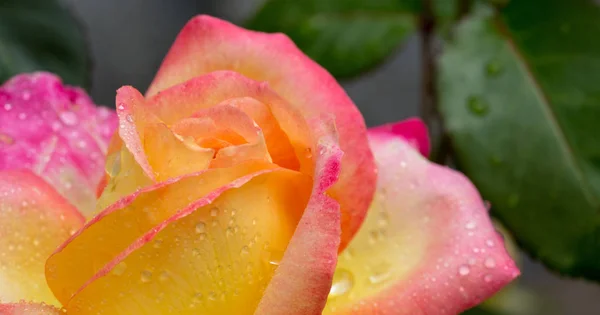 Желтая с розовой благородной розой. Макро выстрел. — стоковое фото