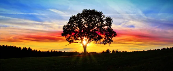 Färgglada himmel med solnedgång och stora träd.. Abstrakt bakgrund. — Stockfoto