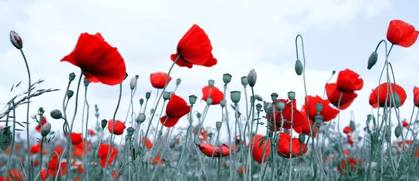 上一个模糊的灰色背景孤立的红色罂粟花. — 图库照片