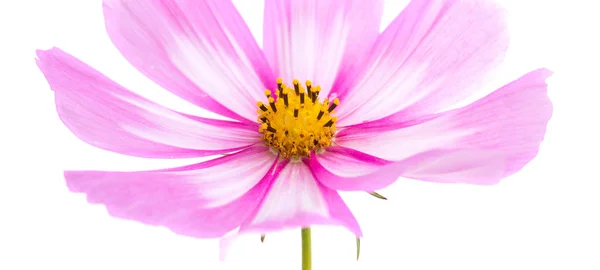 Cosmos flor isolada no fundo branco. Verão fundo floral . — Fotografia de Stock