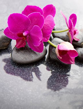 Pembe orkide ve taş Spa arka plan.