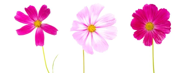 Cosmos flores aisladas sobre fondo blanco. Fondo floral de verano . — Foto de Stock