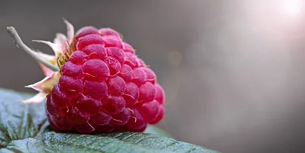 Close-up of the ripe raspberry in the fruit garden. — Stock Photo, Image