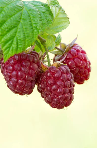Close-up of the ripe raspberry in the summer garden. — Stock Photo, Image