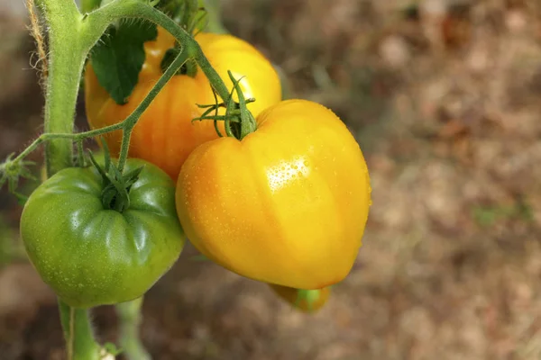 Frische orange russische Tomaten auf der Pflanze. — Stockfoto