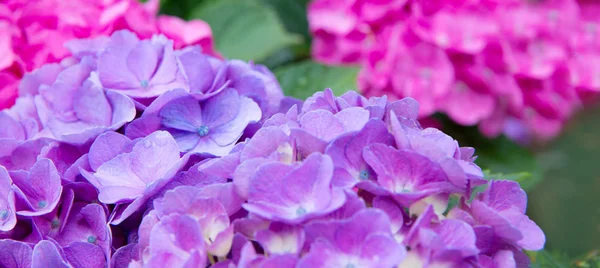 Pink and blue hydrangea in the summer garden. — Stock Photo, Image