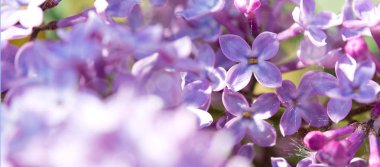 Çiçek açan leylak dalları bulanık arkaplanda izole edilmiş..