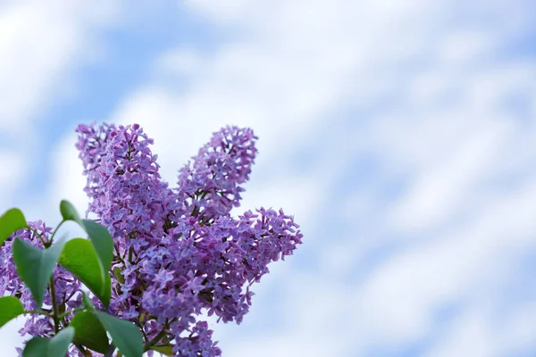 Fioletowy liliowy krzew kwitnący w dzień wiosny. — Zdjęcie stockowe