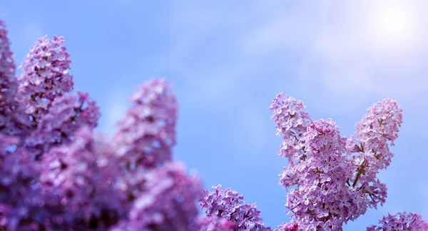 Ramo de lilás florescente isolado no céu azul . — Fotografia de Stock