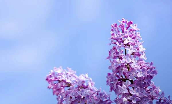 Gałąź kwitnąca bzu na białym tle niebieski niebo. — Zdjęcie stockowe