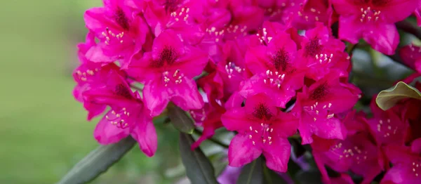 Flores de Azaleas rojas en el jardín.Fondo pringoso. — Foto de Stock