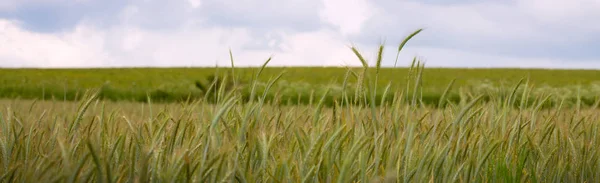 Primer plano del campo de trigo verde para el fondo . —  Fotos de Stock