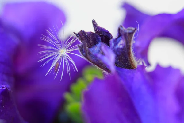 Μακροεντολή γυρίστηκε σε μωβ πετούνια λουλούδι και πικραλίδα ίδιο. — Φωτογραφία Αρχείου