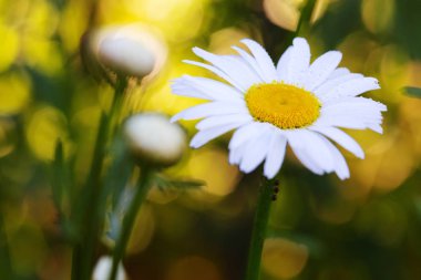 Gün batımında beyaz papatya çiçeği Macro shot 'ı.