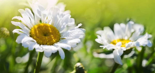 Macro Tiro de flores de margarita blanca en la luz del atardecer. — Foto de Stock