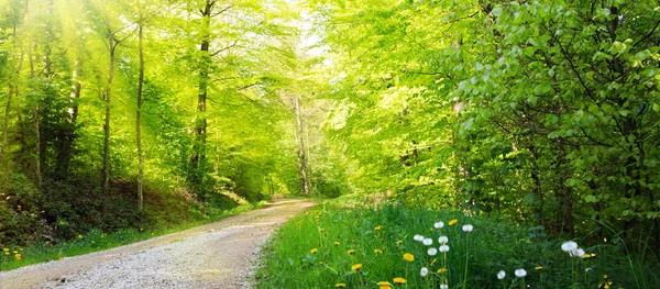 Forest road going through the trees on a sunny summer day.