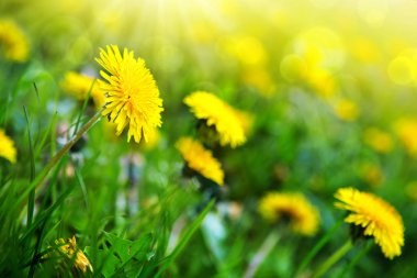 Yeşil çimlerde açan sarı karahindibalar.